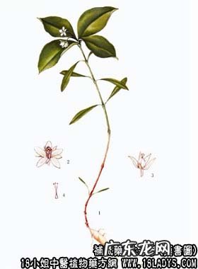 太子参图片_太子参的功效与作用