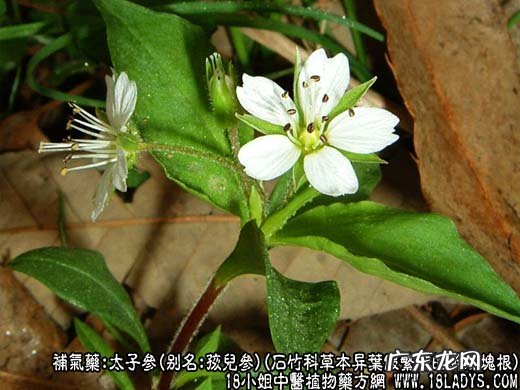 太子参图片_太子参的功效与作用