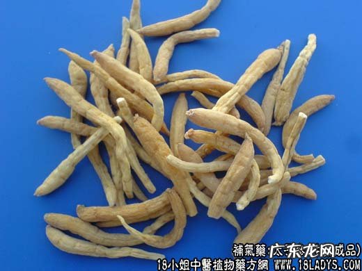 太子参图片_太子参的功效与作用