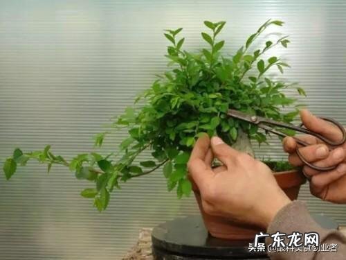 榆树盆景怎么修剪什么时候修剪比较合适