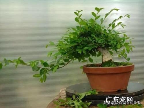 榆树盆景怎么修剪什么时候修剪比较合适