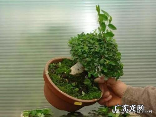 榆树盆景怎么修剪什么时候修剪比较合适