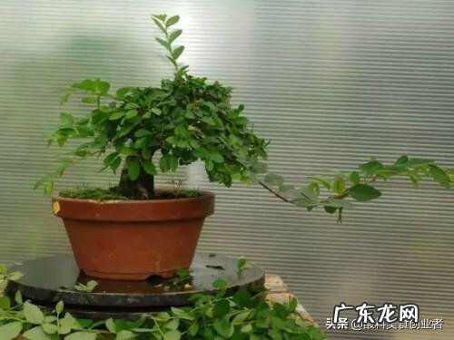 榆树盆景怎么修剪什么时候修剪比较合适