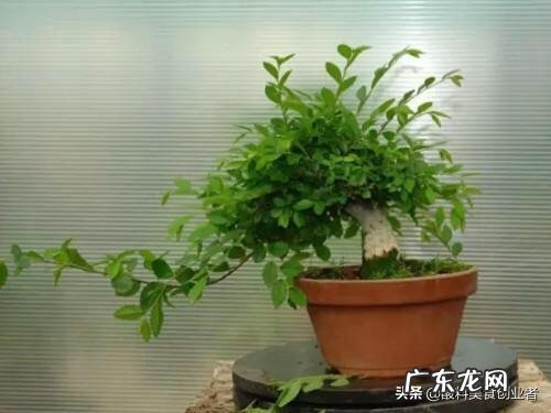 榆树盆景怎么修剪什么时候修剪比较合适