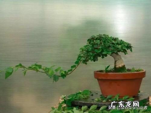 榆树盆景怎么修剪什么时候修剪比较合适