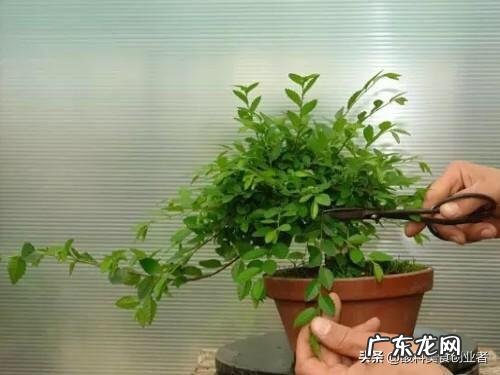 榆树盆景怎么修剪什么时候修剪比较合适