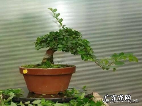 榆树盆景怎么修剪什么时候修剪比较合适