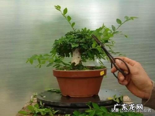 榆树盆景怎么修剪什么时候修剪比较合适
