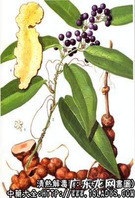 土茯苓图片_土茯苓的功效与作用