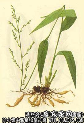 淡竹叶图片_淡竹叶的功效与作用