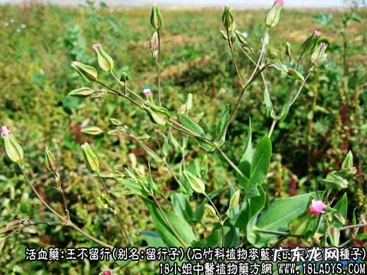 王不留行图片_王不留行的功效与作用
