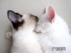 吃蛋白质的食物容易发胖吗 吃蛋白质含量较高的东西，容易长胖吗？