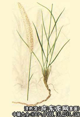 白茅根图片_白茅根的功效与作用