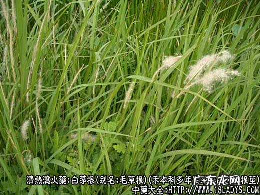 白茅根图片_白茅根的功效与作用