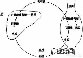 为什么前一天晚上锻炼身体后，第二天会浑身酸痛四肢无力？