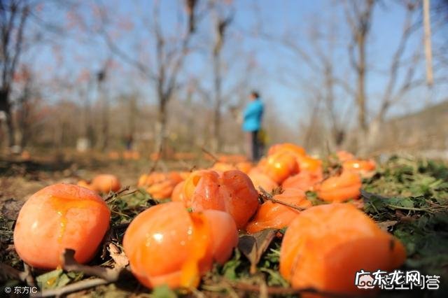果农如何快速销售家里滞销的水果?