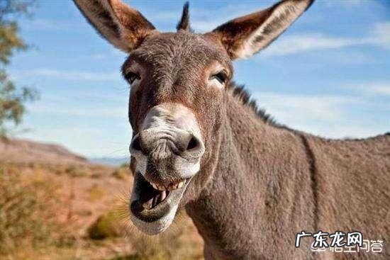 为什么天天洗头，头发还是很油腻？