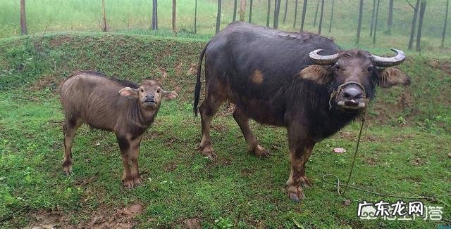 为什么天天洗头，头发还是很油腻？