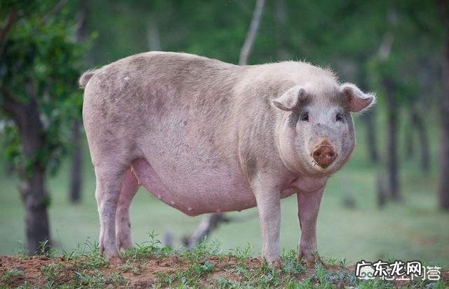 为什么天天洗头，头发还是很油腻？