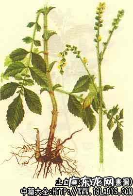 仙鹤草图片_仙鹤草的功效与作用