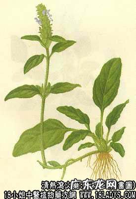 夏枯草图片_夏枯草的功效与作用