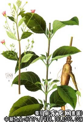 玄参的功效与作用_玄参图片