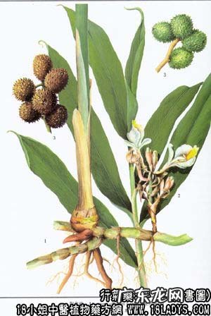 砂仁图片_砂仁的功效与作用