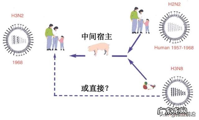 这两天疯传的猪流感,说是会人传人,真的有那么可怕吗