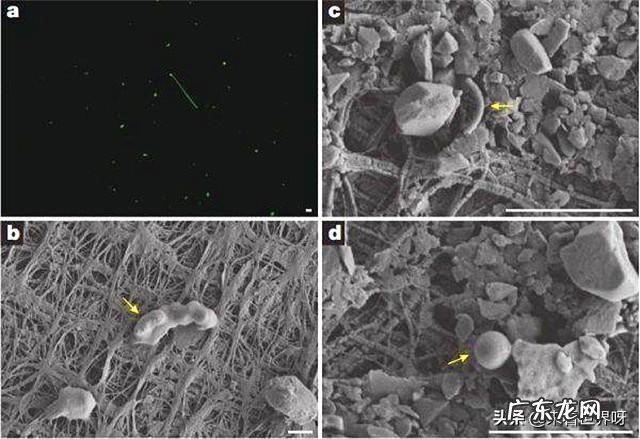 这两天疯传的猪流感,说是会人传人,真的有那么可怕吗