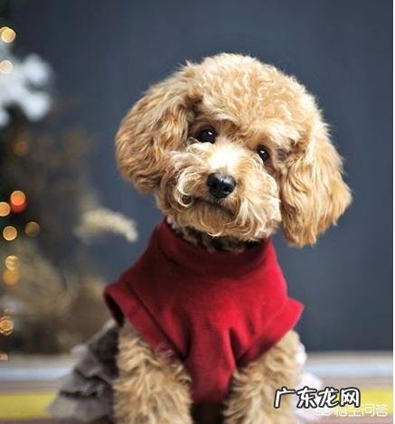 为什么泰迪犬总是喜欢躲在床底下