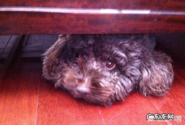 为什么泰迪犬总是喜欢躲在床底下
