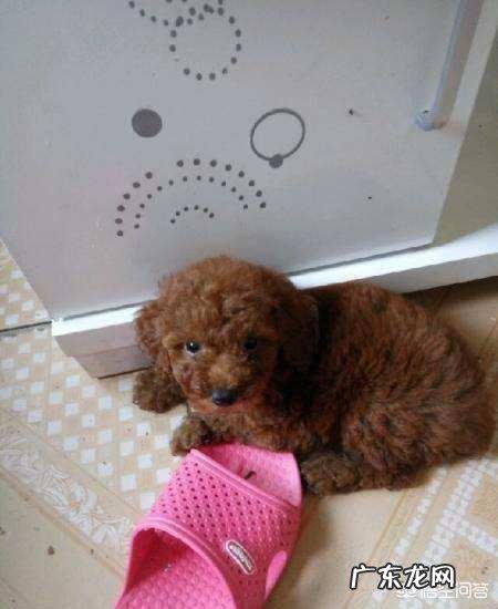 为什么泰迪犬总是喜欢躲在床底下