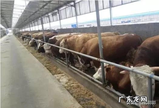 现在想养牛，是买小牛好还是买大牛好？