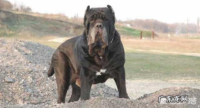 卡斯罗公犬长大能吃多少狗粮一天?