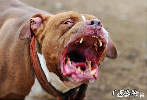 卡斯罗公犬长大能吃多少狗粮一天?