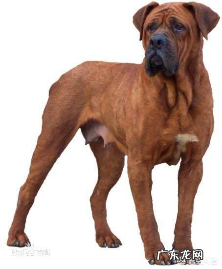 卡斯罗公犬长大能吃多少狗粮一天?