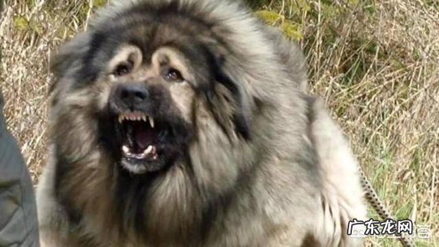 卡斯罗公犬长大能吃多少狗粮一天?