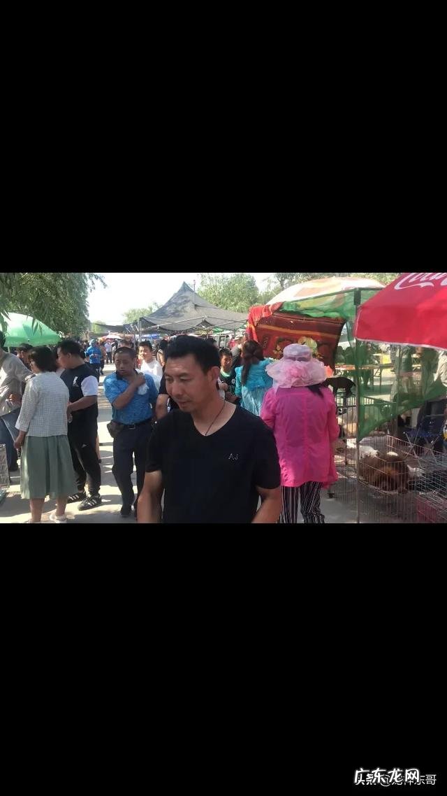 卡斯罗公犬长大能吃多少狗粮一天?