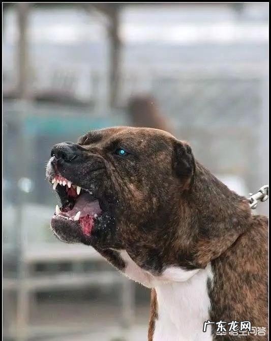 卡斯罗公犬长大能吃多少狗粮一天?