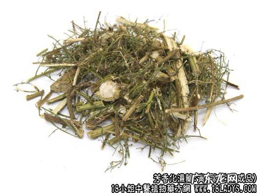 青蒿图片_青蒿的功效与作用