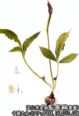 半夏图片_半夏的功效与作用