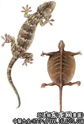 蛤蚧图片_蛤蚧的功效与作用