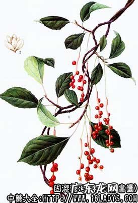 五味子图片_北五味子的功效与作用