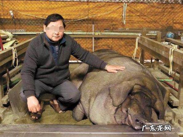 一头猪如果养一辈子,它能活多久能长多重