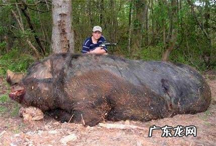 一头猪如果养一辈子,它能活多久能长多重