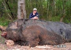 一头猪如果养一辈子，它能活多久能长多重