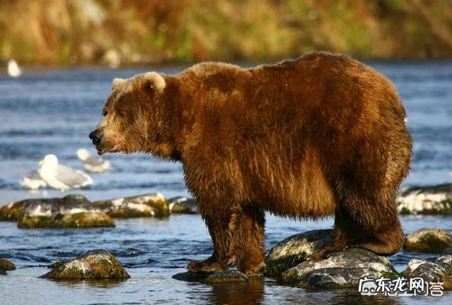 最大的棕熊与最大的湾鳄哪个更大一些?