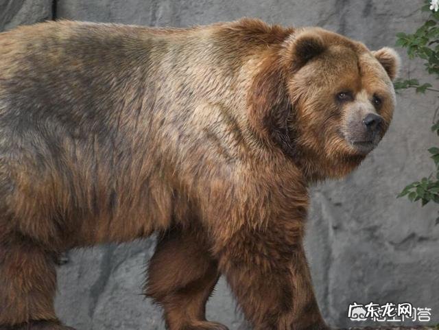 最大的棕熊与最大的湾鳄哪个更大一些?