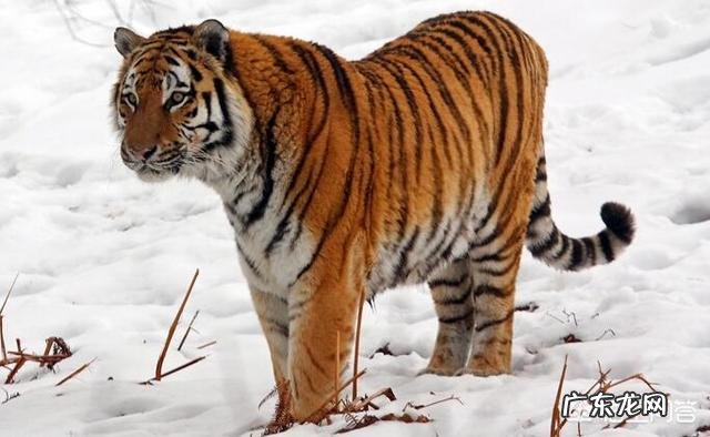 最大的棕熊与最大的湾鳄哪个更大一些?