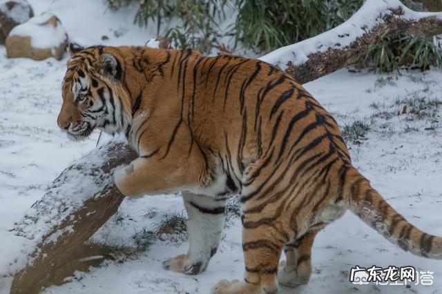 最大的棕熊与最大的湾鳄哪个更大一些?